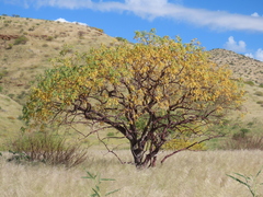 Commiphora multijuga