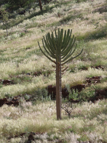 Kaoko Naboom (Euphorbia eduardoi)