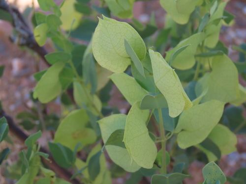 Ivory petalbush (Petalidium luteoalbum)