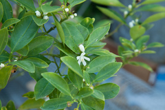 Citrus × microcarpa