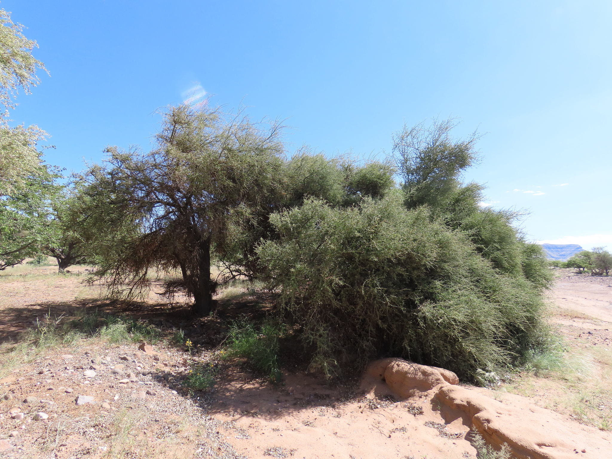 Angola Greenthorn (Balanites angolensis)