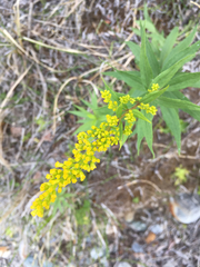 Solidago lepida lepida