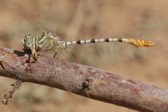 Onychogomphus flexuosus