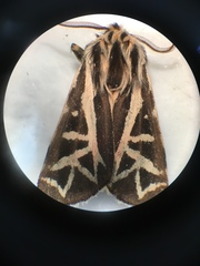 Apantesis williamsii