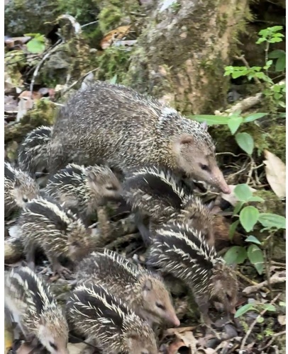 Tailless Tenrec
