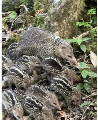 Common Tenrec photo 4