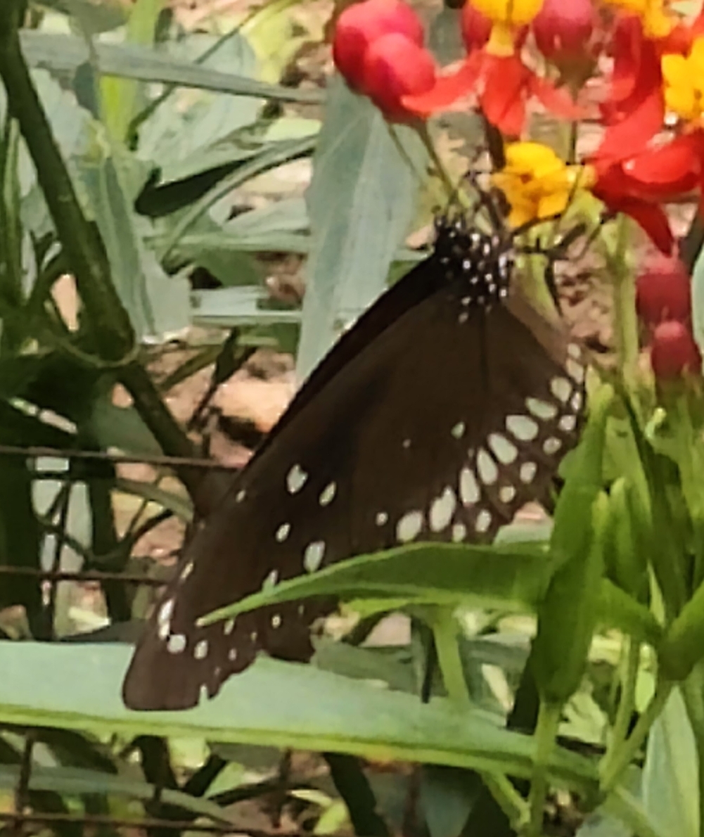 Common Crow