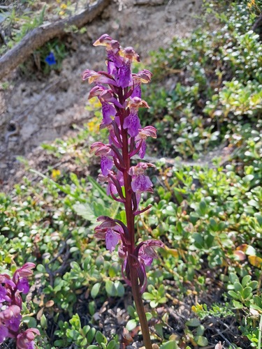 Spitzel's orchid (Orchis spitzelii)