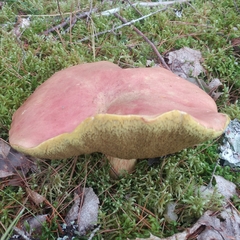 Butyriboletus