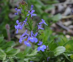 Lobelia valida