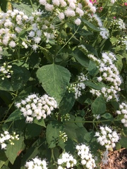 Ageratina altissima