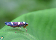 Erythrogonia sexguttata