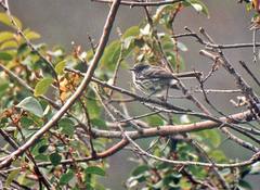 Anairetes fernandezianus