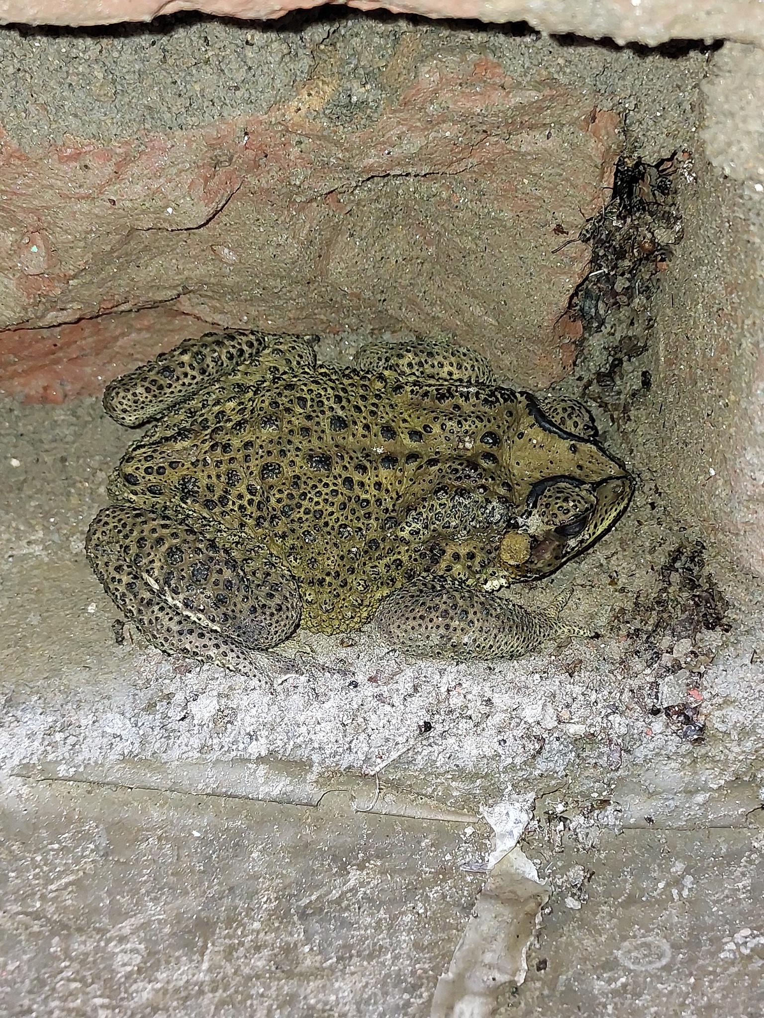 Indian Common True Toad