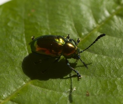 Platycorynus