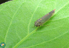 Macugonalia cavifrons