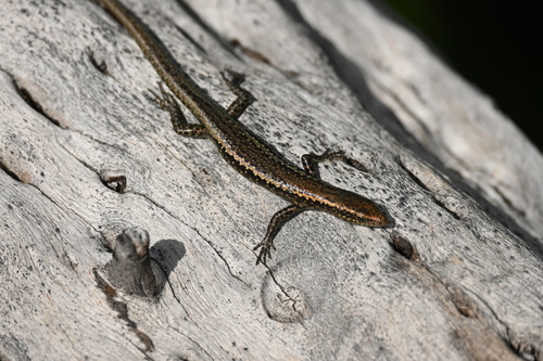 Cryptoblepharus poecilopleurus observed 2025-06-18
