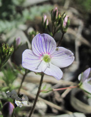 Veronica filifolia