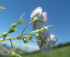 Veronica filifolia