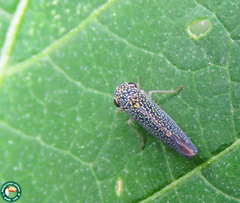 Macugonalia cavifrons