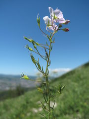 Veronica filifolia