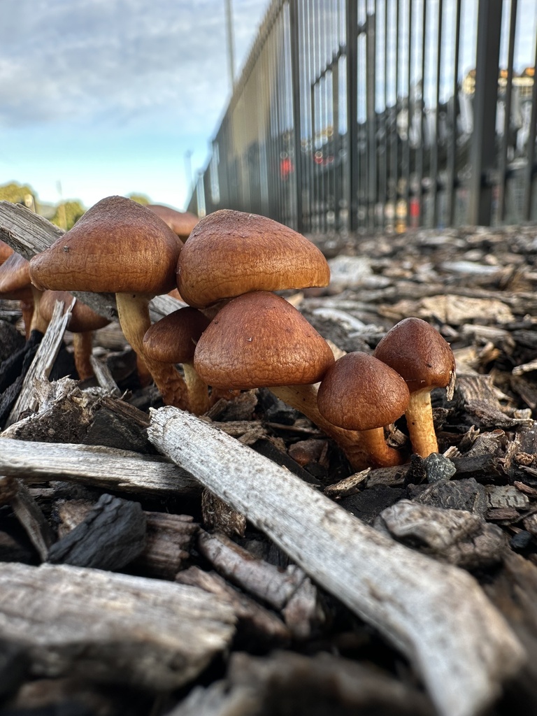 Pholiota multicingulata · June 2025 · photo: © marmalade101 (iNaturalist, cc0)