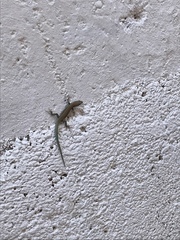 Podarcis vaucheri