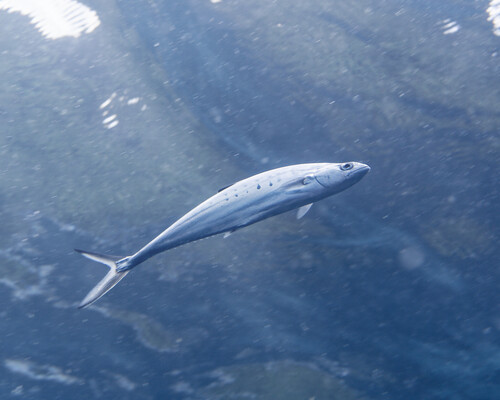 Scomberoides observed 2025-06-02