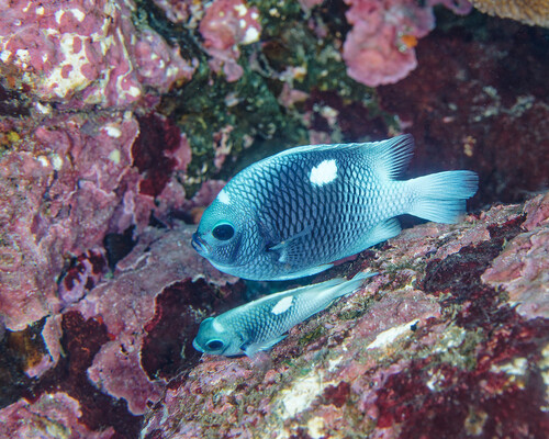 Marquesan dascyllus (Dascyllus strasburgi) — Pomacentridae — 2