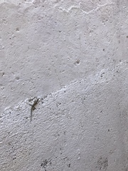 Podarcis vaucheri