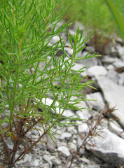 Veronica filifolia