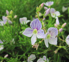 Veronica filifolia