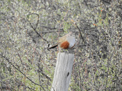 Rhinocrypta lanceolata