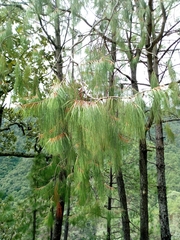 Pinus lumholtzii