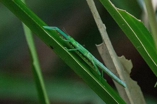 Photo of Peppermint Stick Insect (Megacrania batesii)