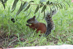Sciurus aureogaster aureogaster