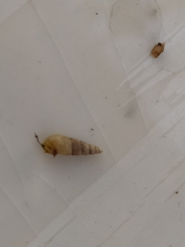 Graceful Awlsnail