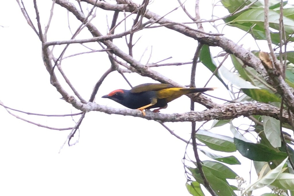 Jalak Alis-Api (Enodes erythrophris)