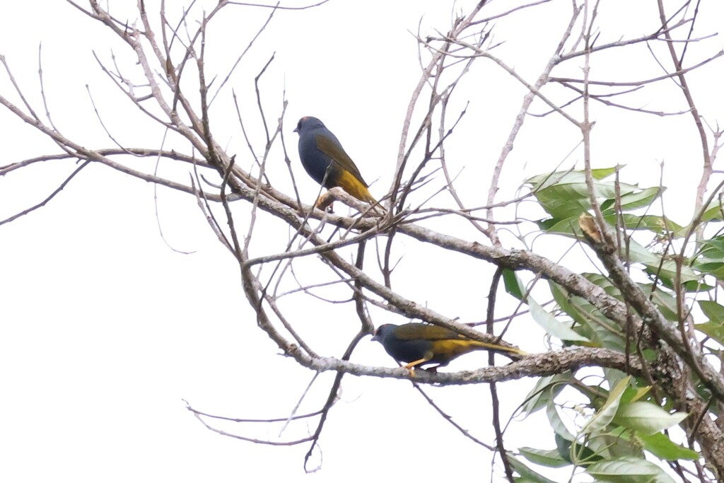 Fiery-browed Myna (Enodes erythrophris)