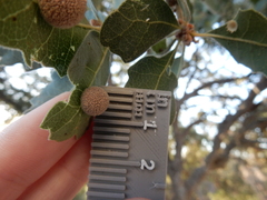 Cynips multipunctata