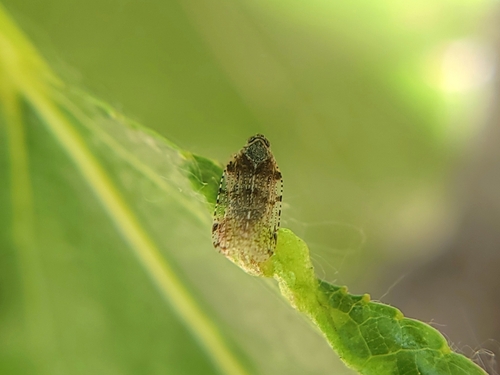 Common lacehopper photo 2