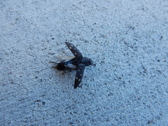 Melanophila consputa