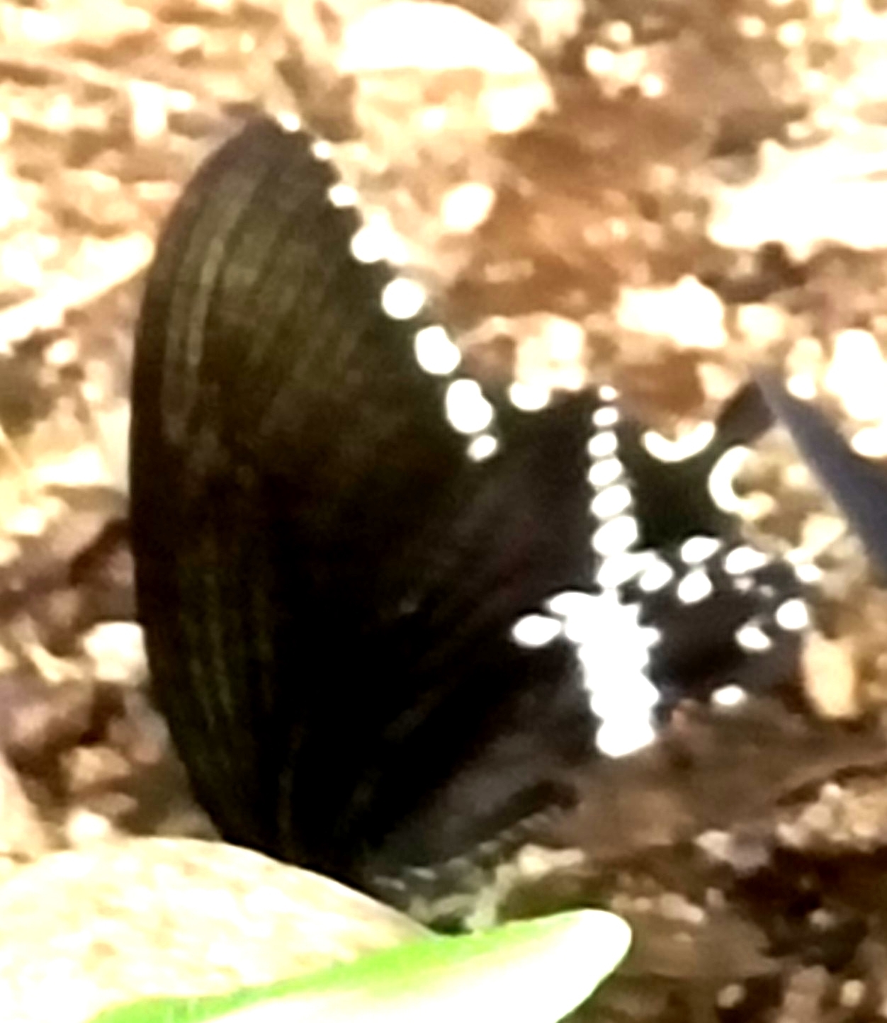 Common Mormon
