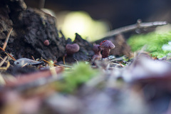 Tubaria punicea
