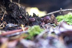 Tubaria punicea