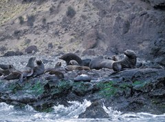 Arctocephalus philippii