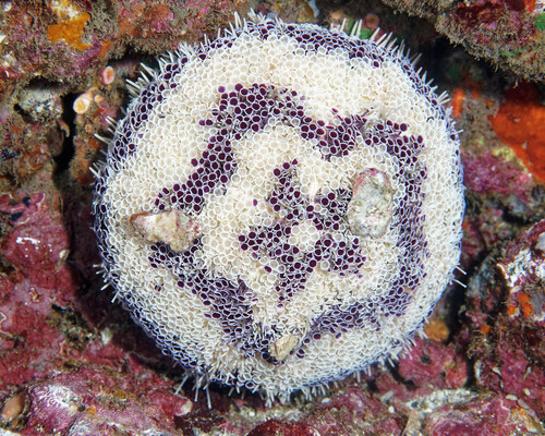 Toxopneustes maculatus observed 2025-06-02