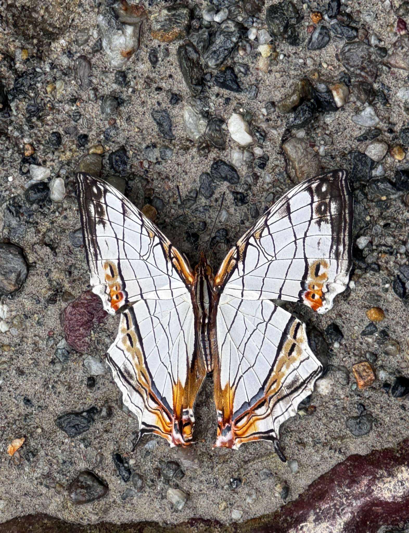 Map Butterfly