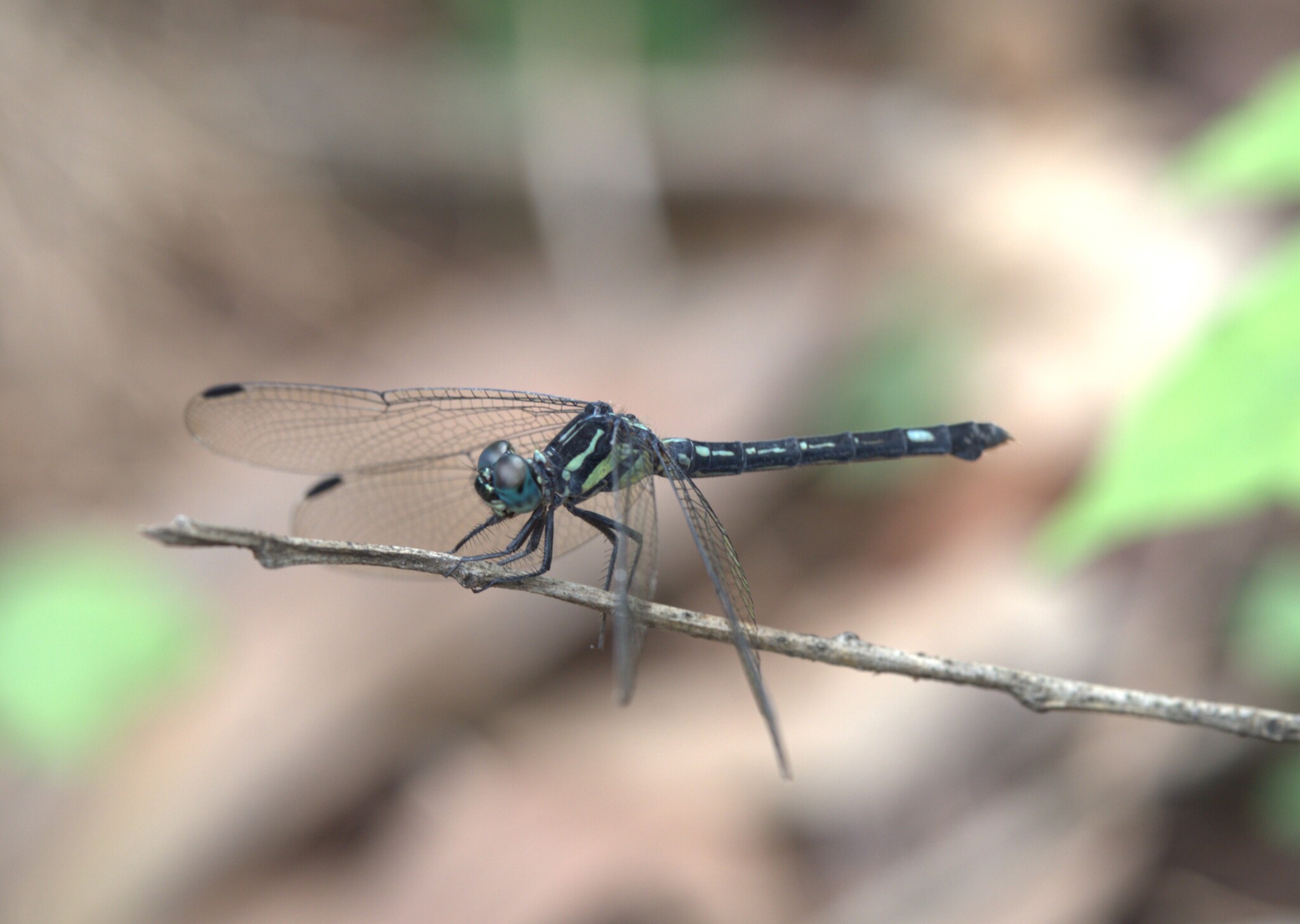 Blue Hawklet