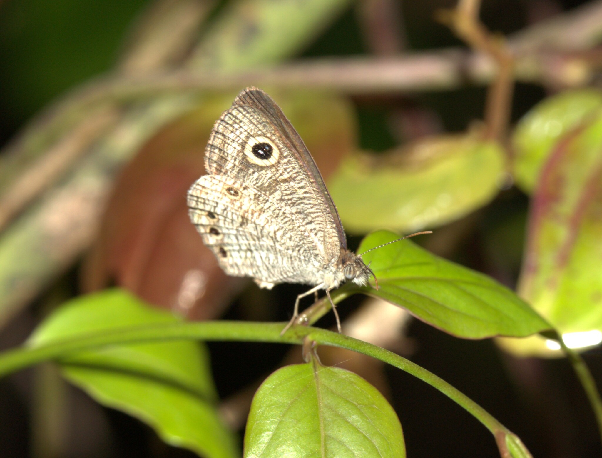 Common Four-Ring